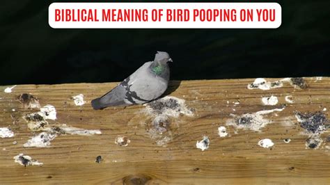 What Are The Chances Of A Bird Pooping On You.